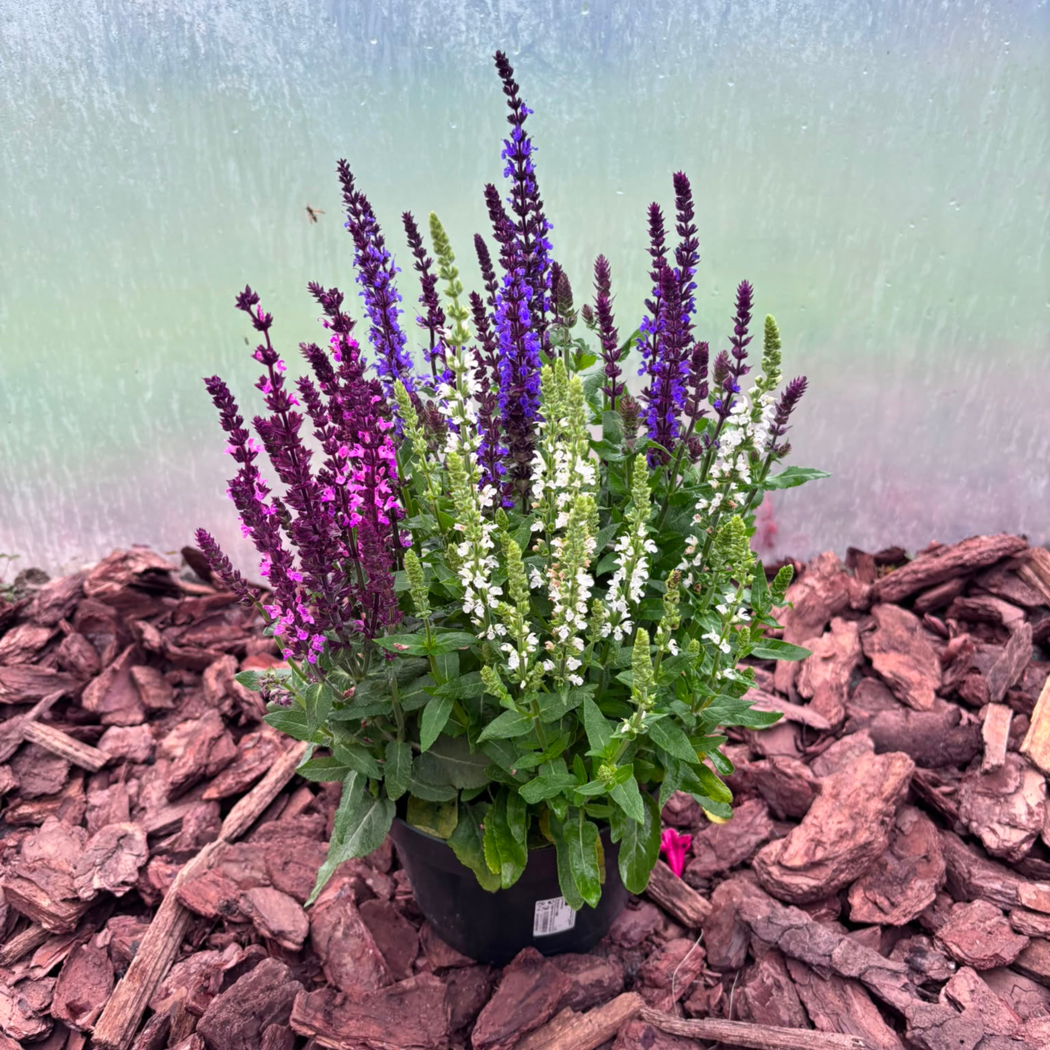 Szałwia Trzykolorowa Salvia nemorosa