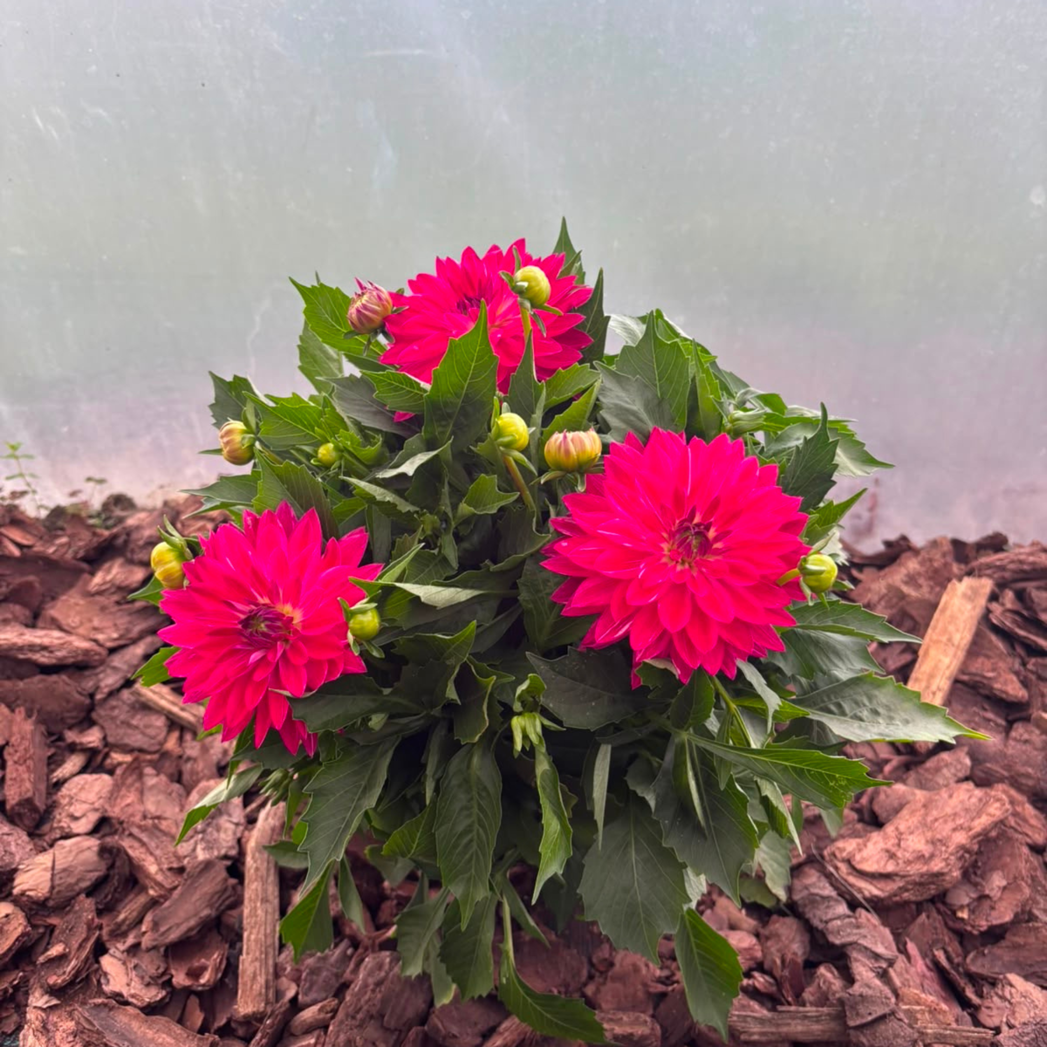 Dalia Karłowa Dahlia