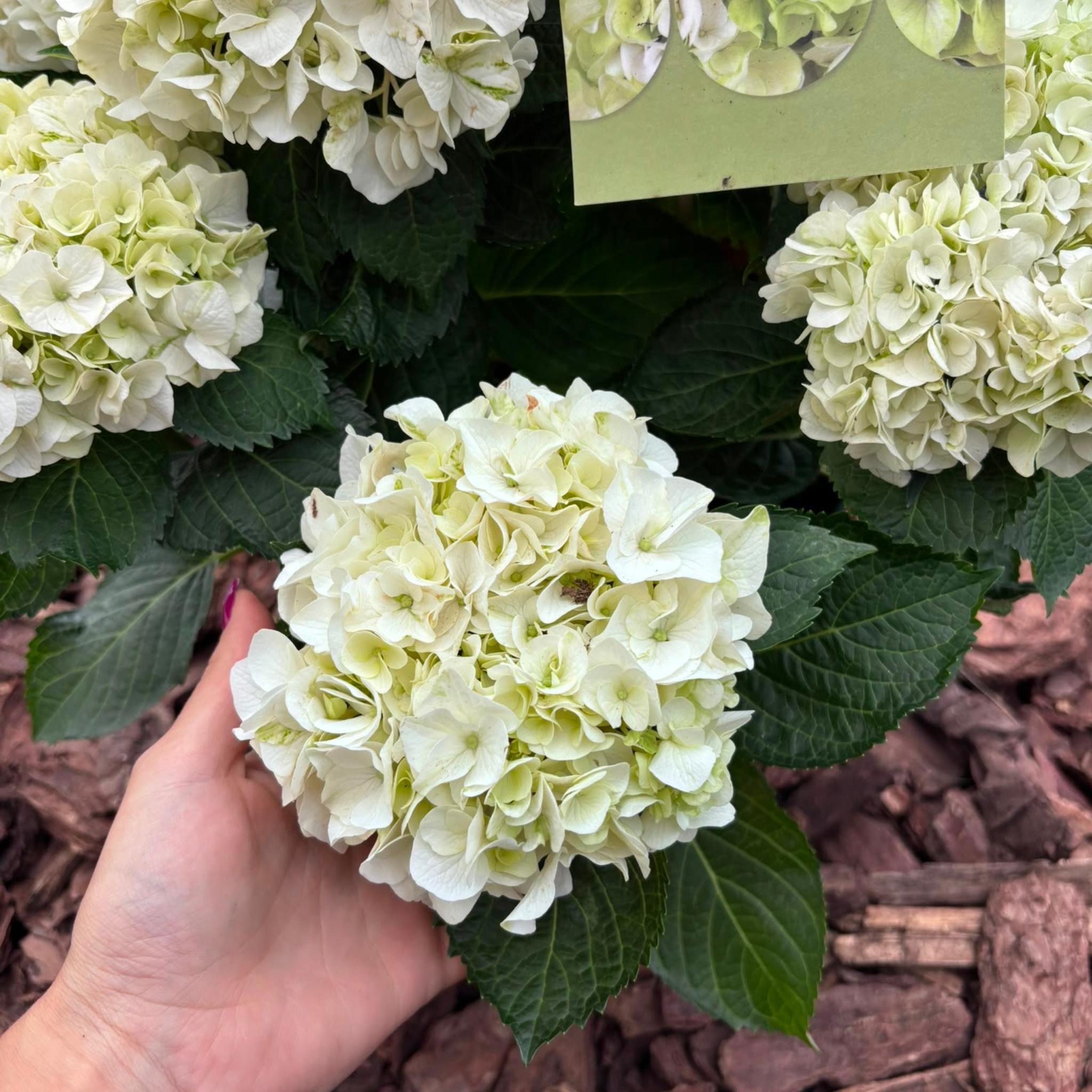 Hortensja Ogrodowa HI HAILSTONE WHITE Hydrangea macrophylla