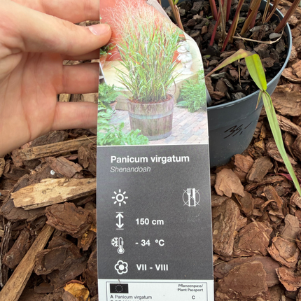 Proso rózgowate 'Shenandoah' (Panicum virgatum)