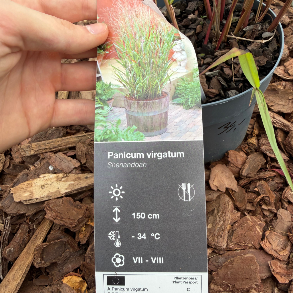 Proso rózgowate 'Shenandoah' (Panicum virgatum)