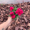 Goździk Wieloletni Dianthus