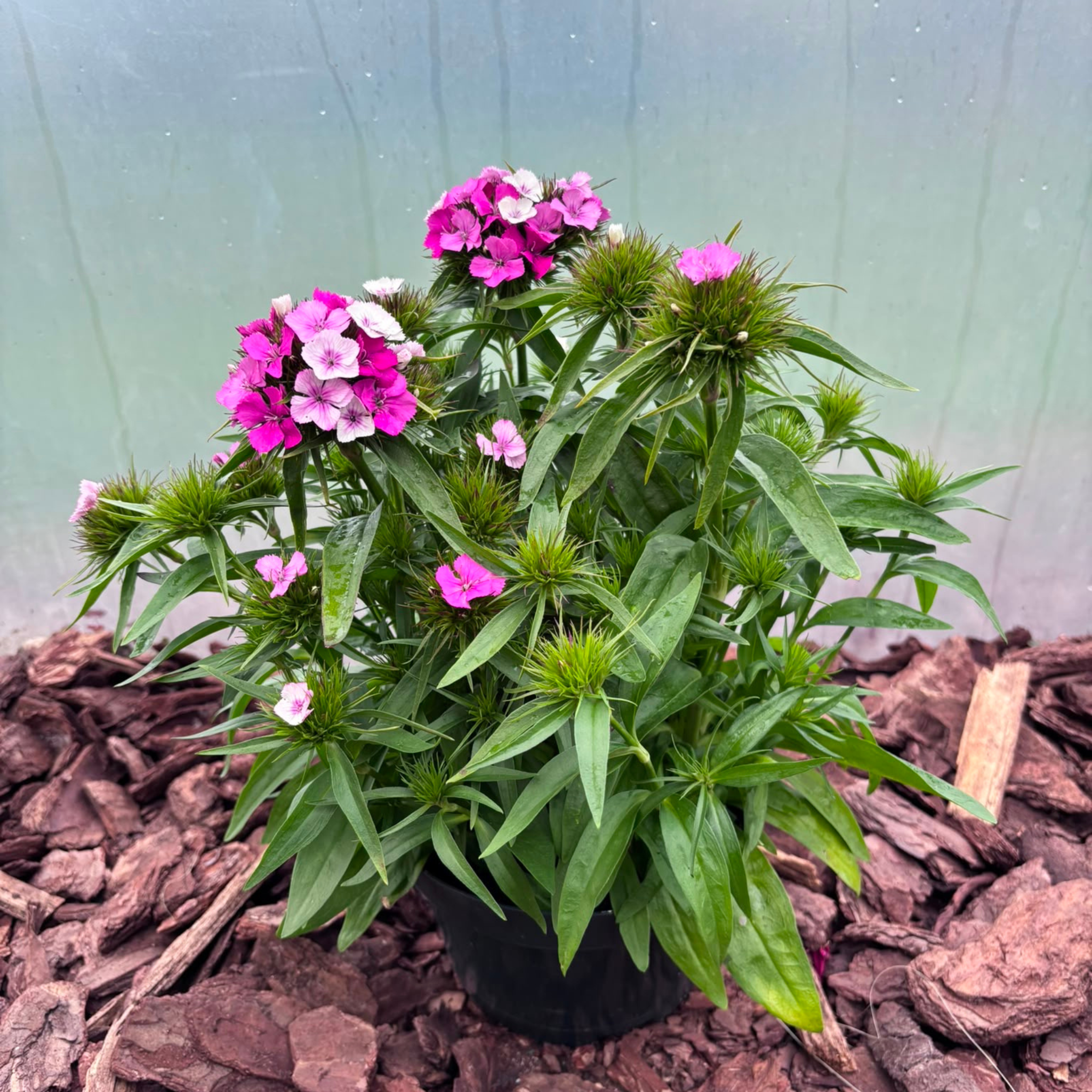 Goździk Brodaty Dianthus barbatus
