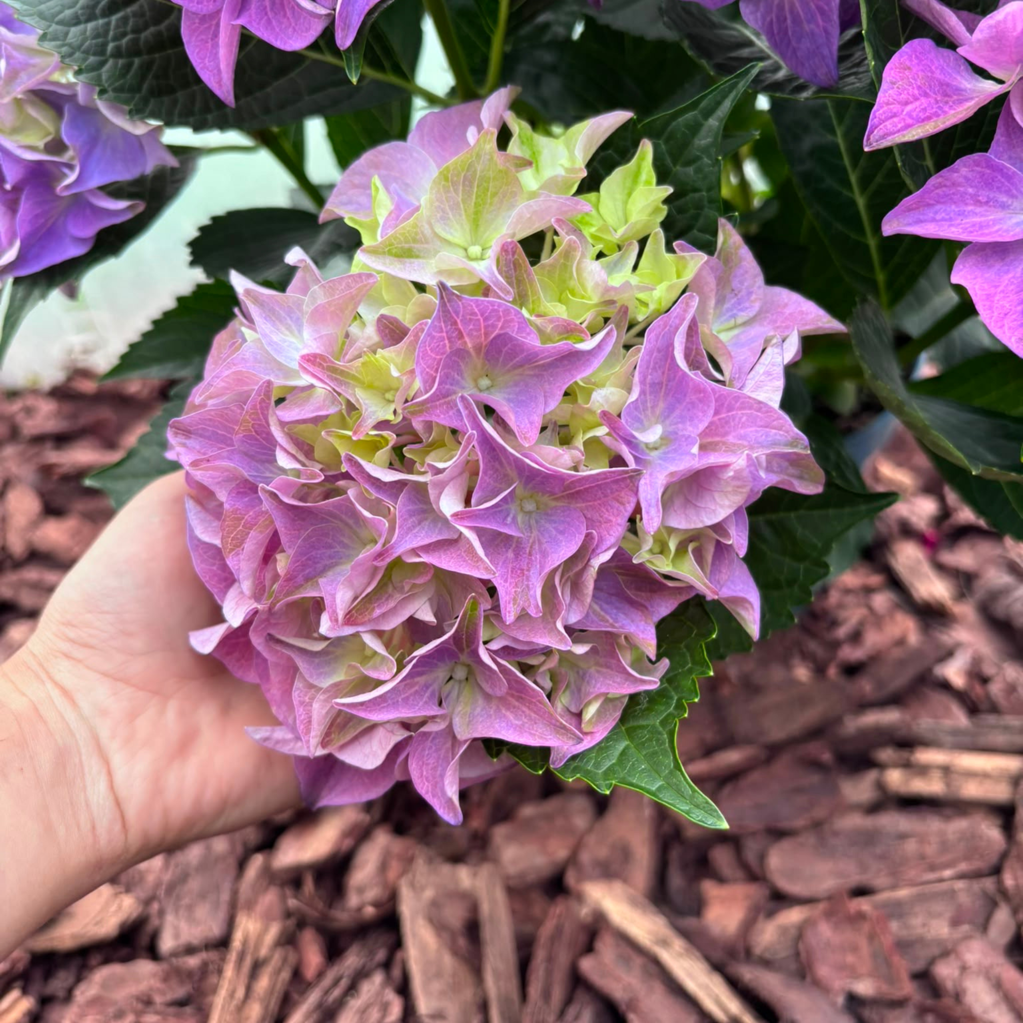 Hortensja Ogrodowa Hi Ocean Blue Hydrangea macrophylla