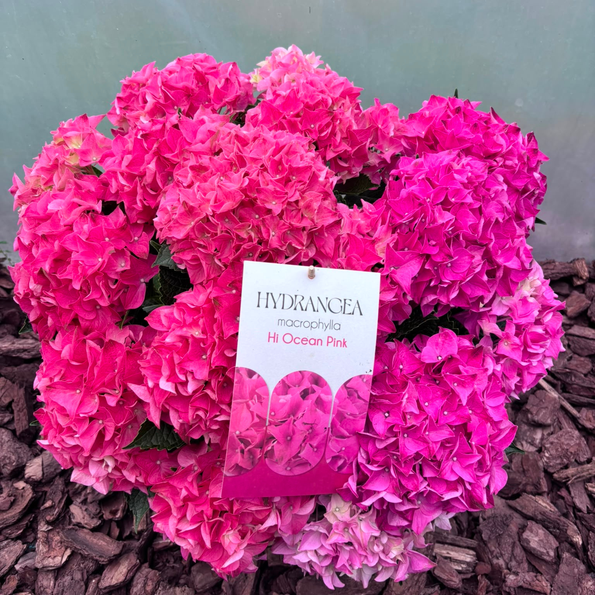 Hortensja Ogrodowa Hi Ocean Pink Hydrangea macrophylla