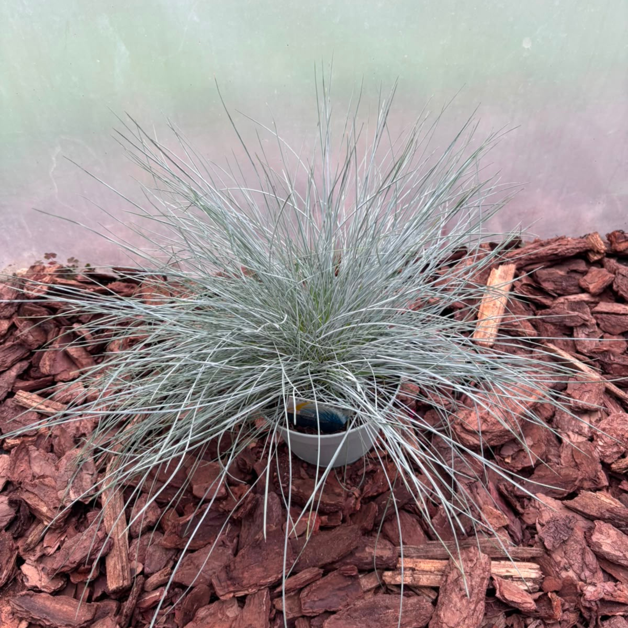 Kostrzewa Sina 'Intense Blue' Festuca glauca Intense Blue