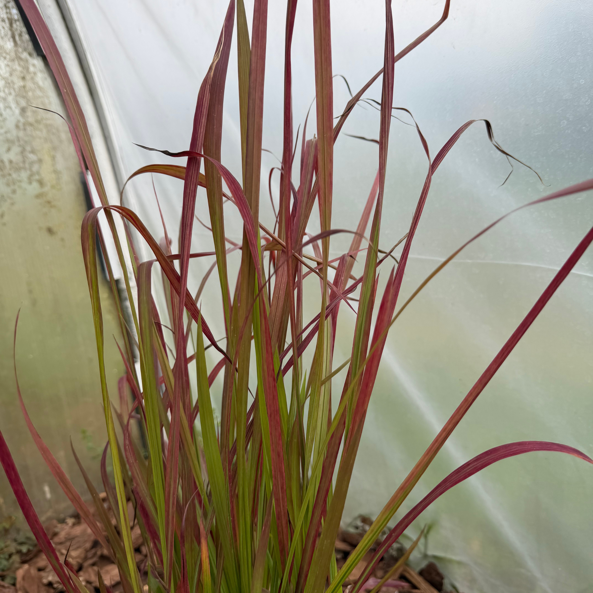 Imperata cylindryczna 'Red Baron' (Imperata cylindrica