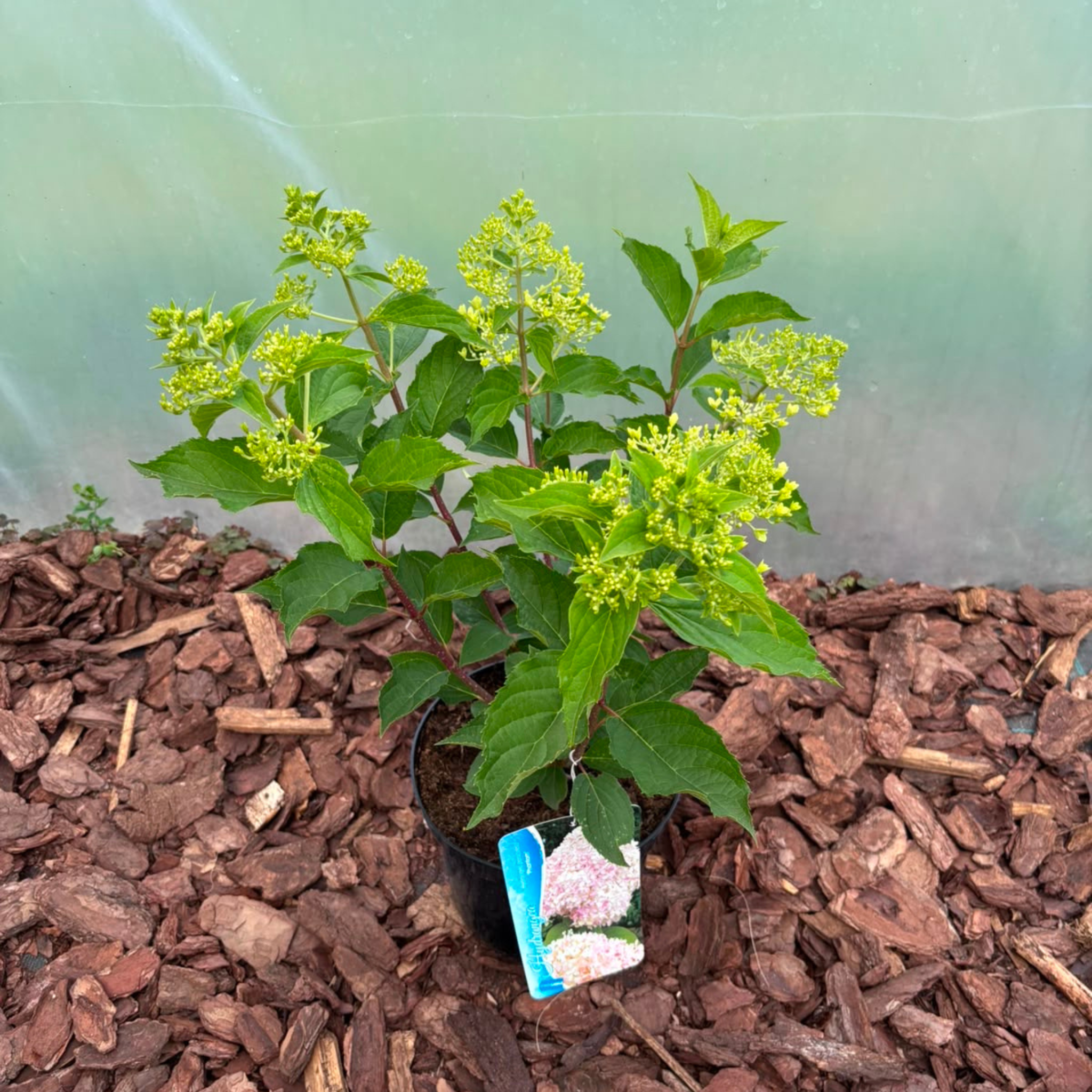 Hortensja bukietowa 'Phantom' (Hydrangea paniculata)