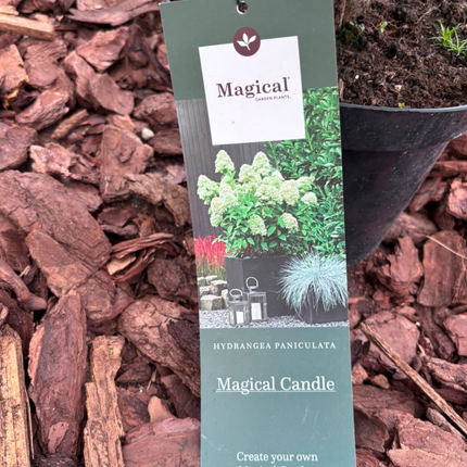 Hortensja bukietowa 'Magical Candle' (Hydrangea paniculata)