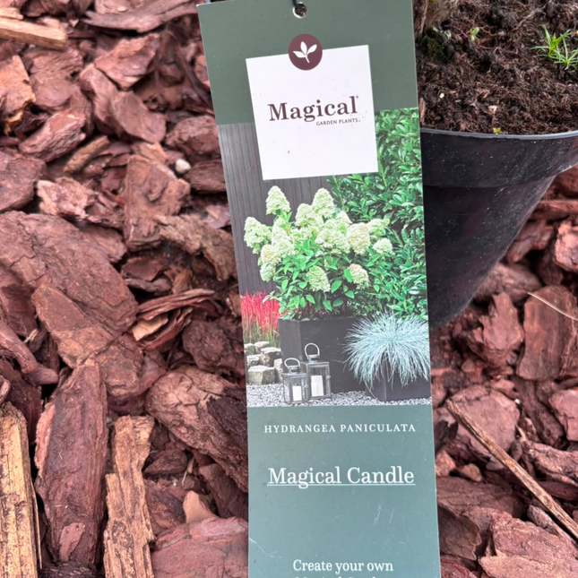 Hortensja bukietowa 'Magical Candle' (Hydrangea paniculata)