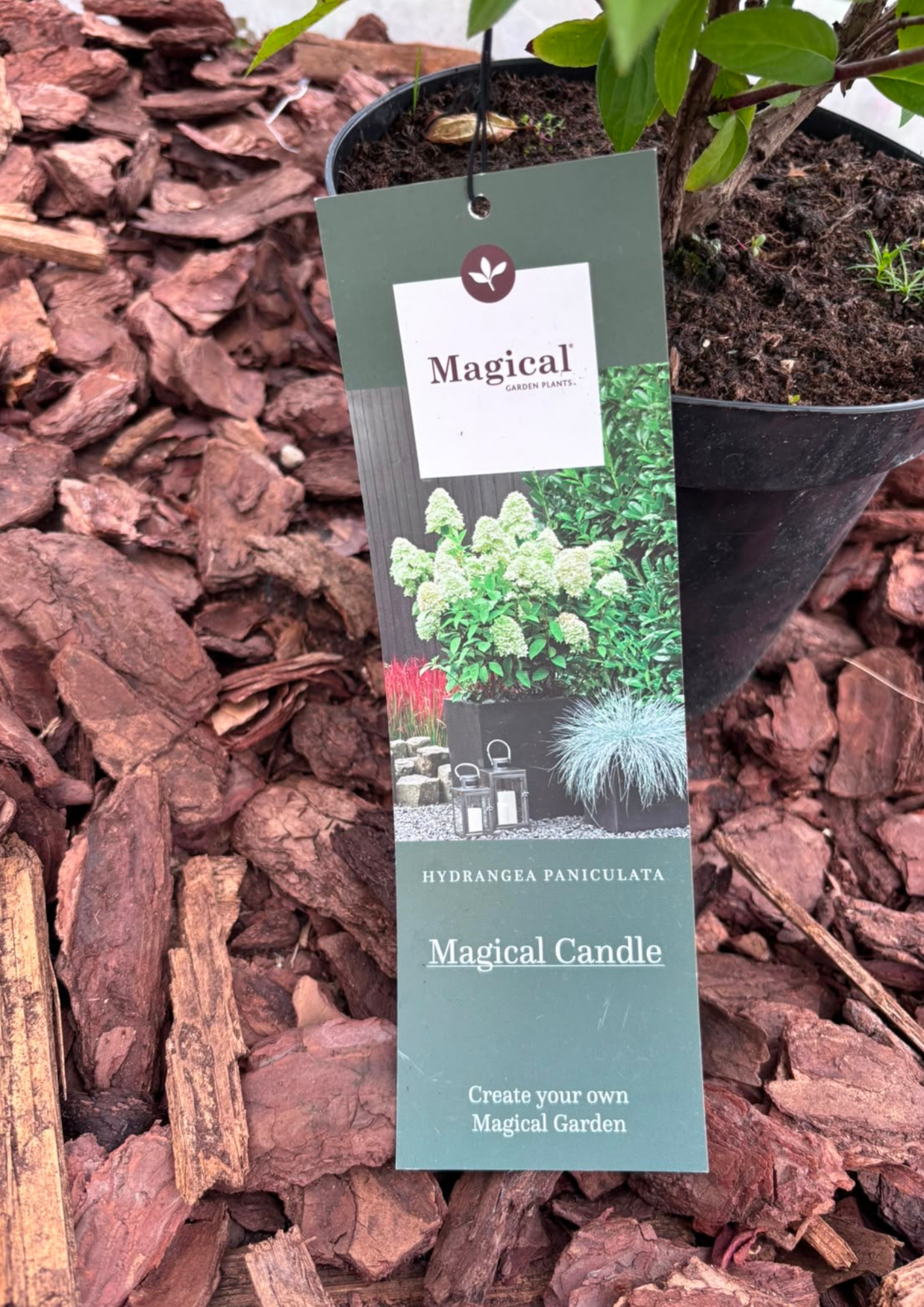 Hortensja bukietowa 'Magical Candle' (Hydrangea paniculata)