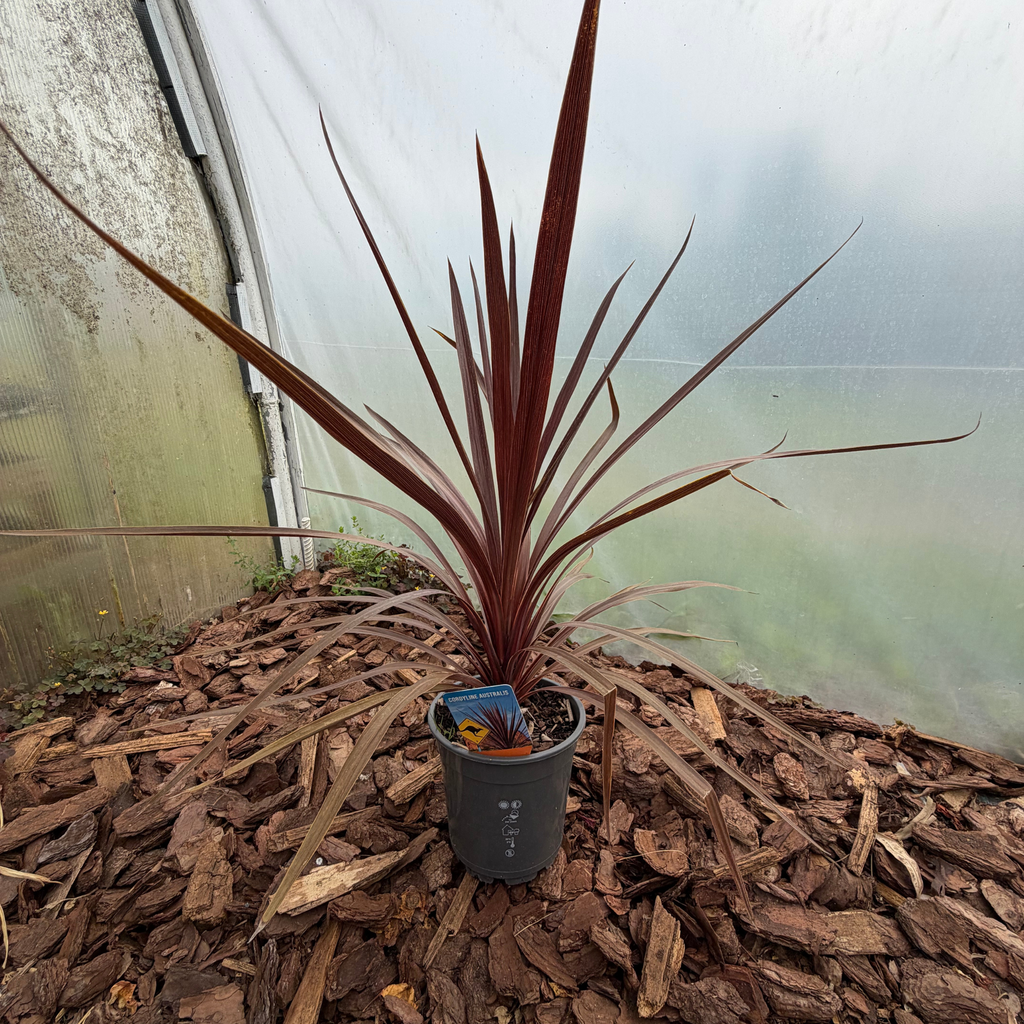 Kordylina australijska (Cordyline australis)