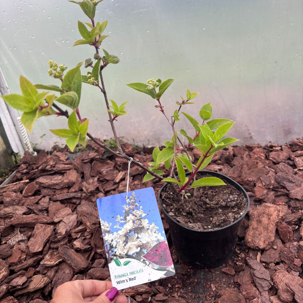 Hortensja Bukietowa Wim's Red® (Hydrangea paniculata)