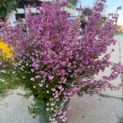 Wrzosiec  Erica gracilis kolorowa jesienna dekoracja