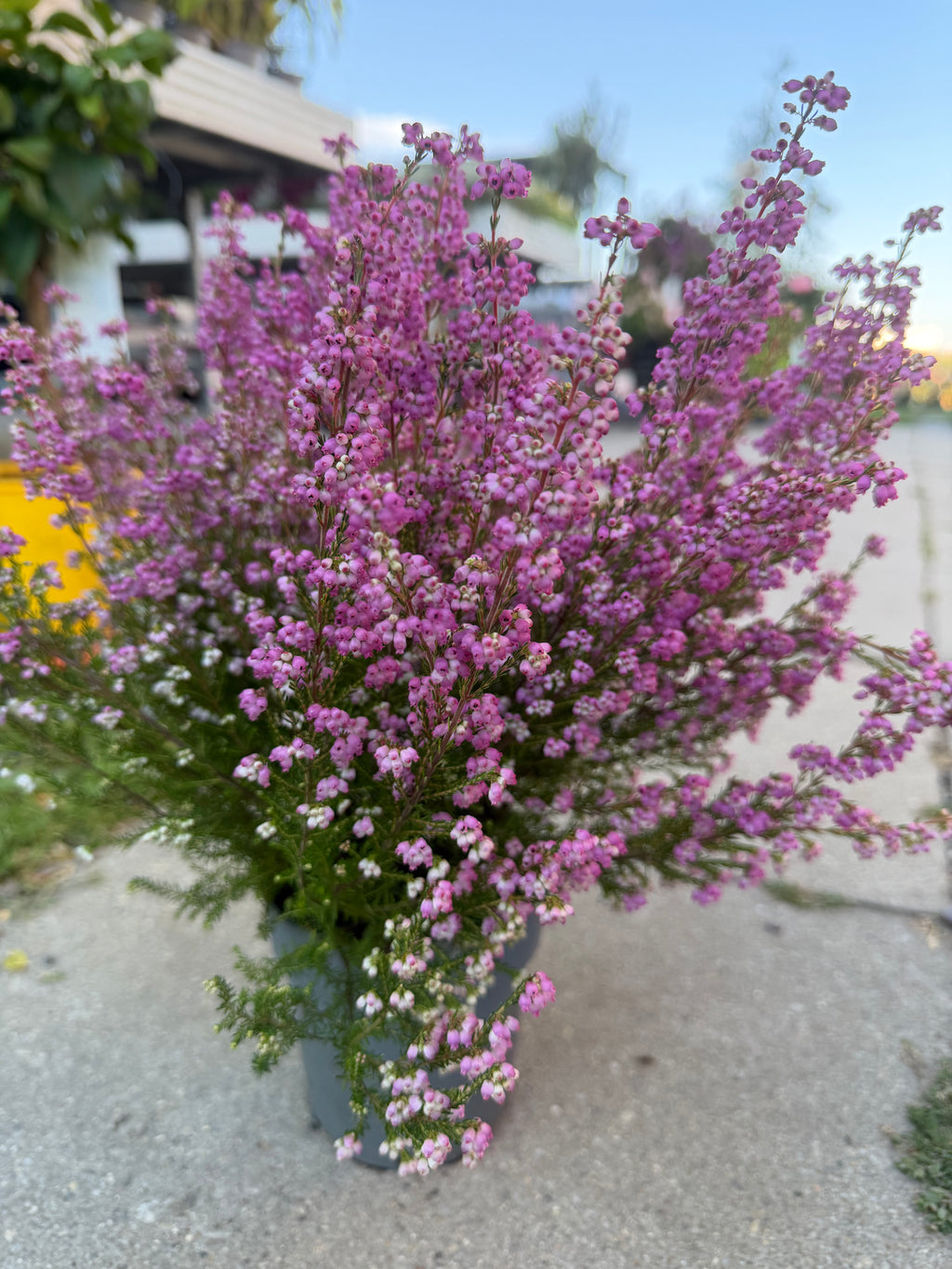 Wrzosiec  Erica gracilis kolorowa jesienna dekoracja