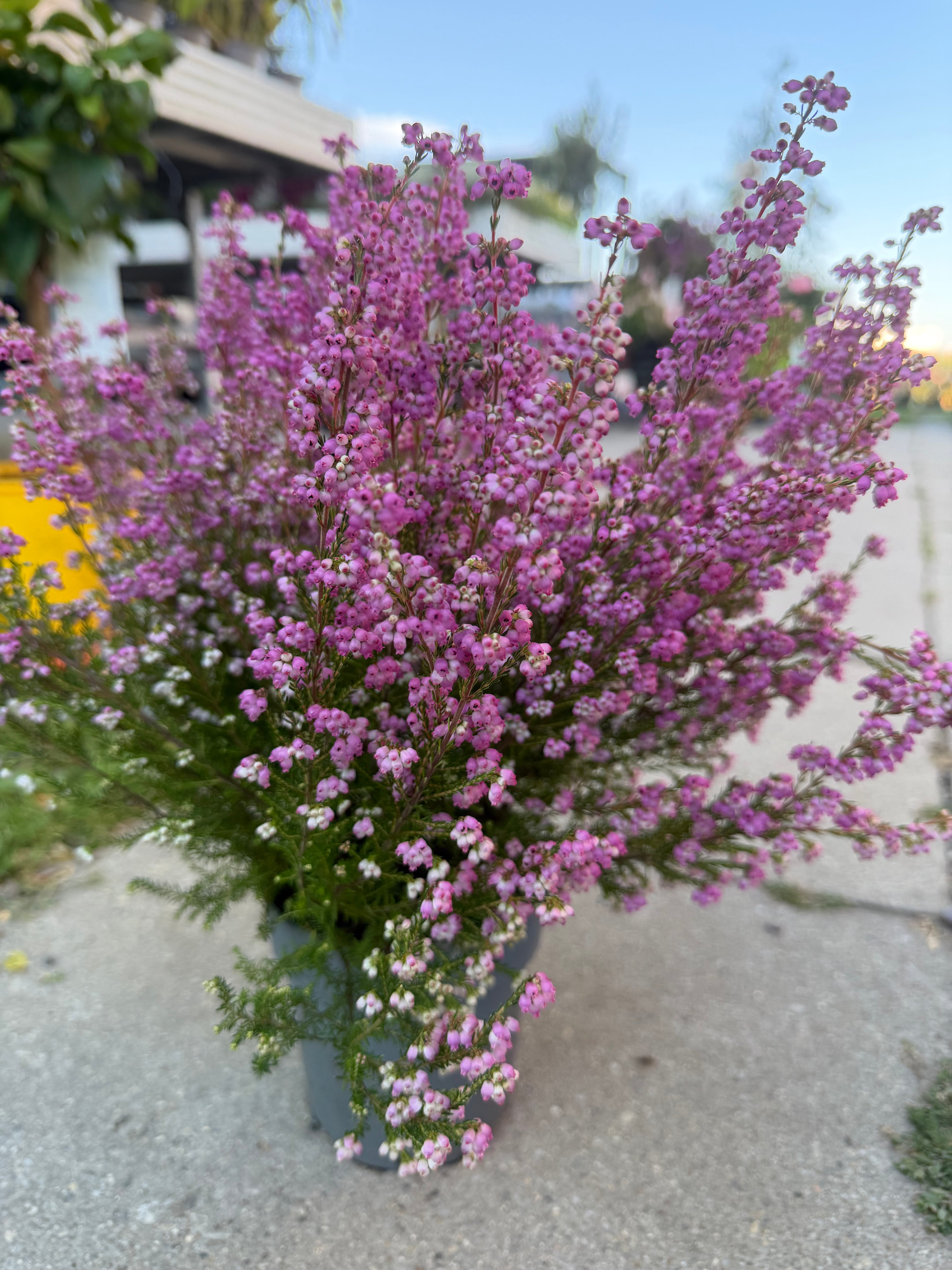Wrzosiec  Erica gracilis kolorowa jesienna dekoracja