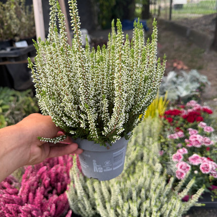 Wrzos biały (Calluna vulgaris)