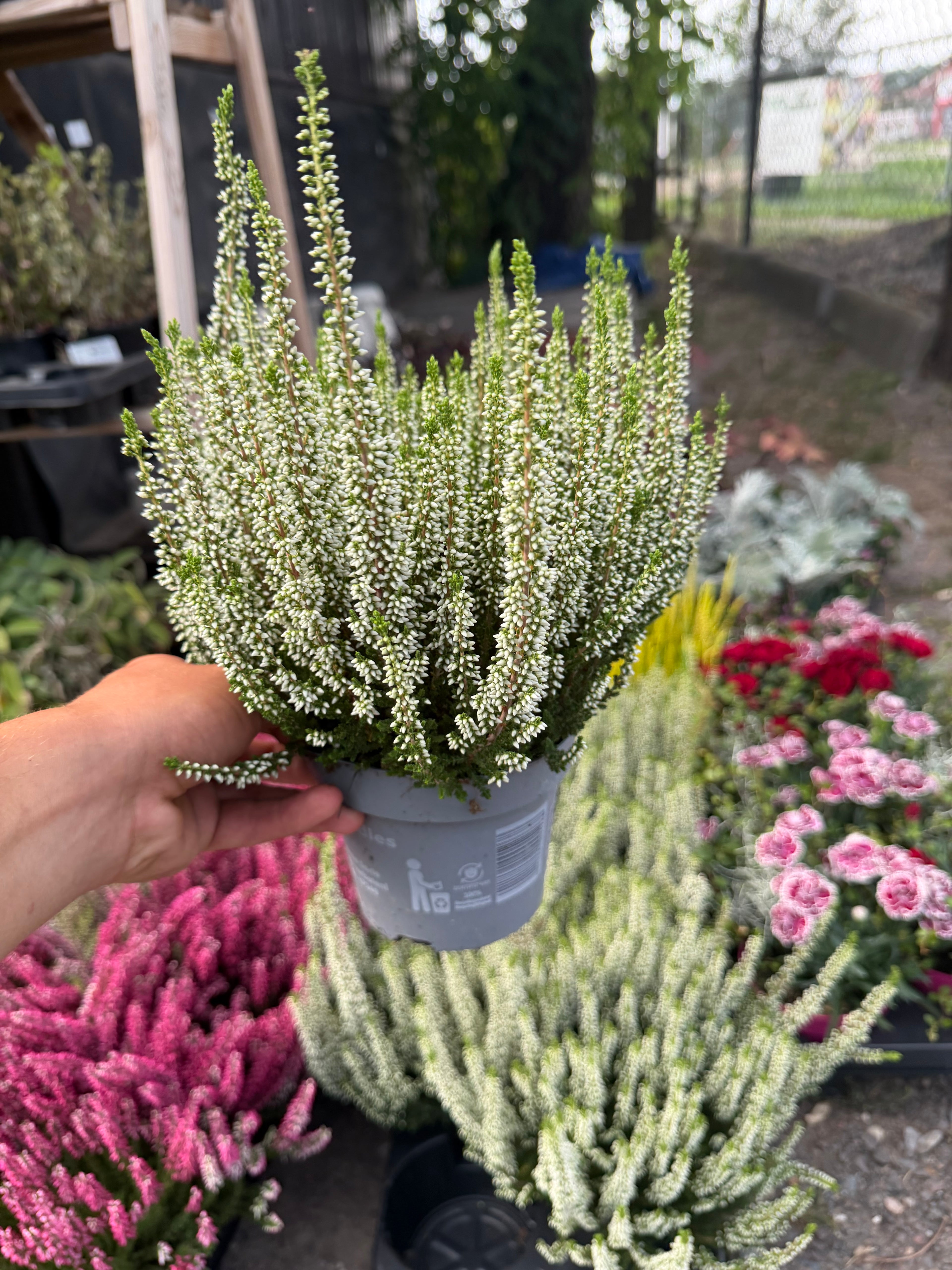 Wrzos biały (Calluna vulgaris)