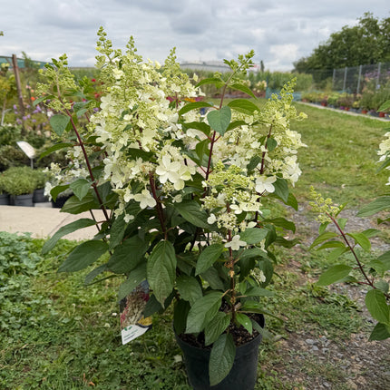Hortensja bukietowa 'Candlelight' (Hydrangea paniculata)