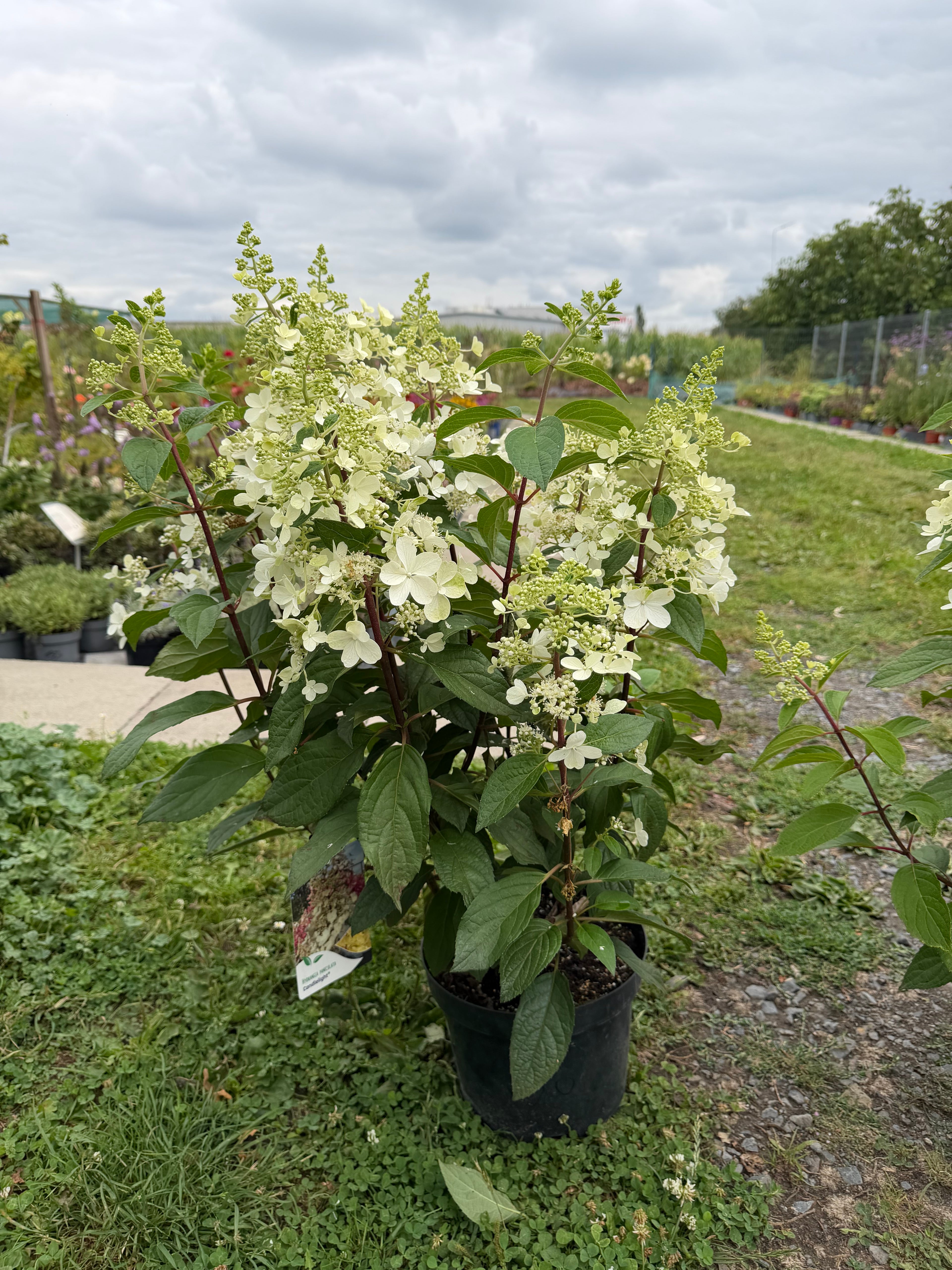 Hortensja bukietowa 'Candlelight' (Hydrangea paniculata)
