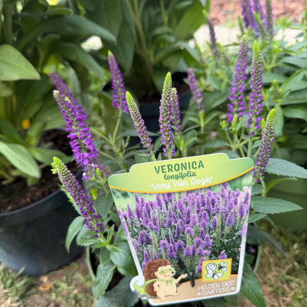 Przetacznik długolistny ‘Royal Rembrandt’ | Veronica longifolia