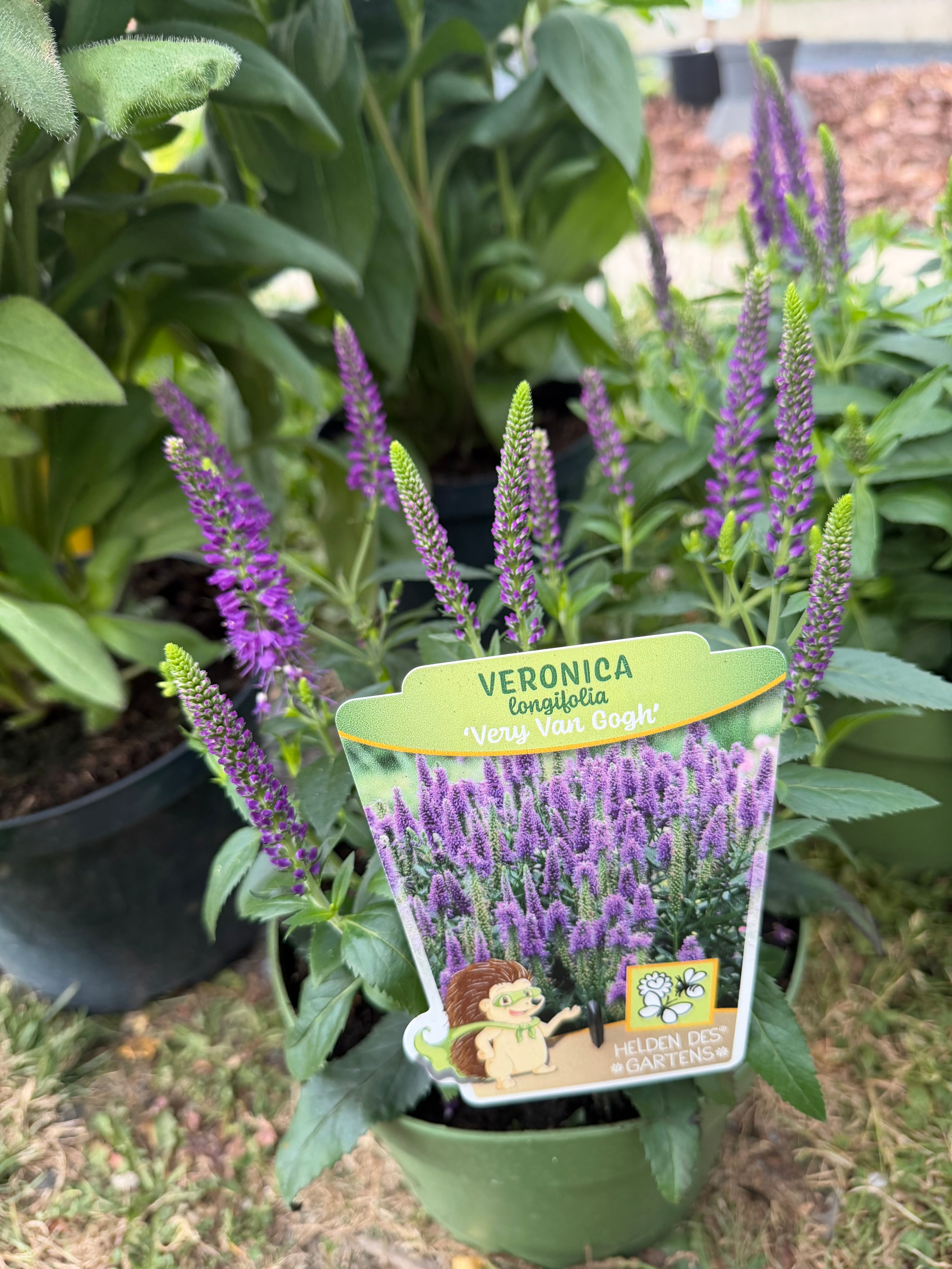Przetacznik długolistny ‘Royal Rembrandt’ | Veronica longifolia