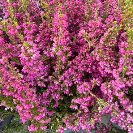 Wrzosiec Erica gracilis kolorowa jesienna dekoracja