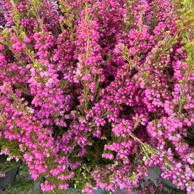 Wrzosiec Erica gracilis kolorowa jesienna dekoracja