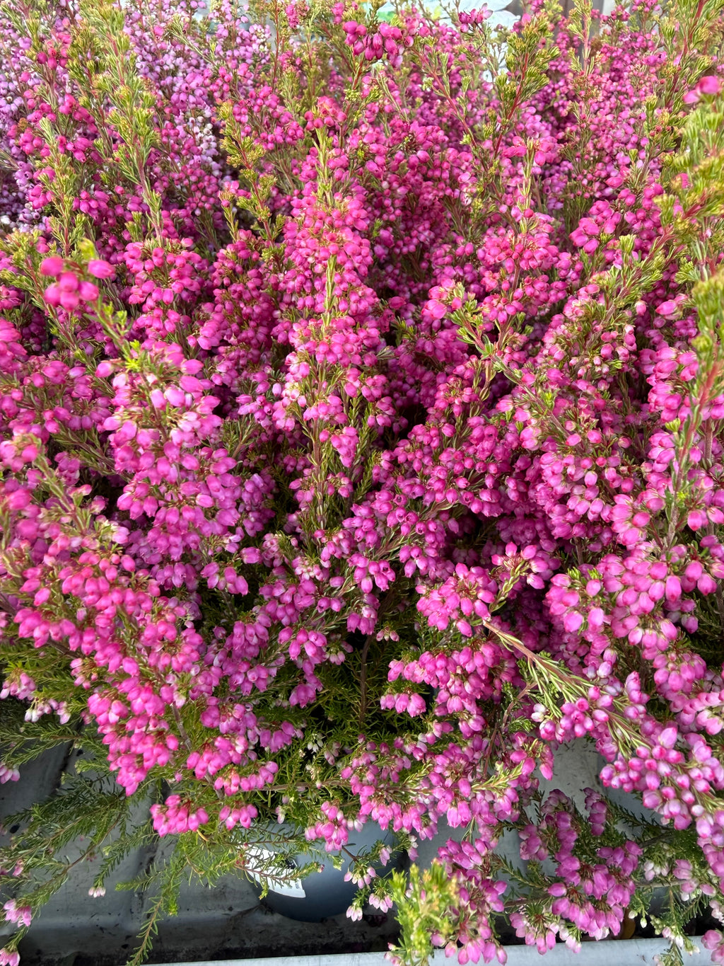 Wrzosiec Erica gracilis kolorowa jesienna dekoracja