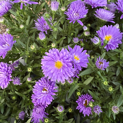 Aster jesienny (Marcinek)