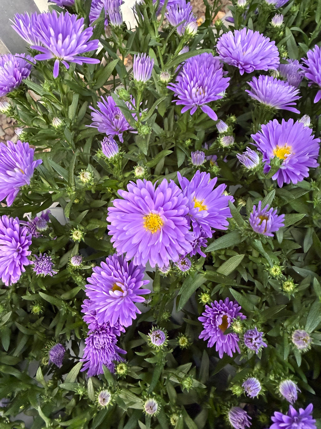 Aster jesienny (Marcinek)