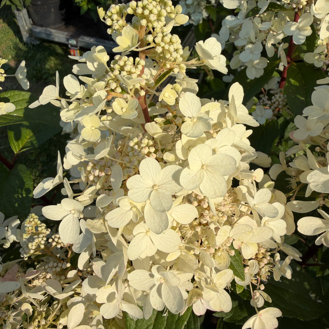 Hortensja bukietowa 'Candlelight' (Hydrangea paniculata)