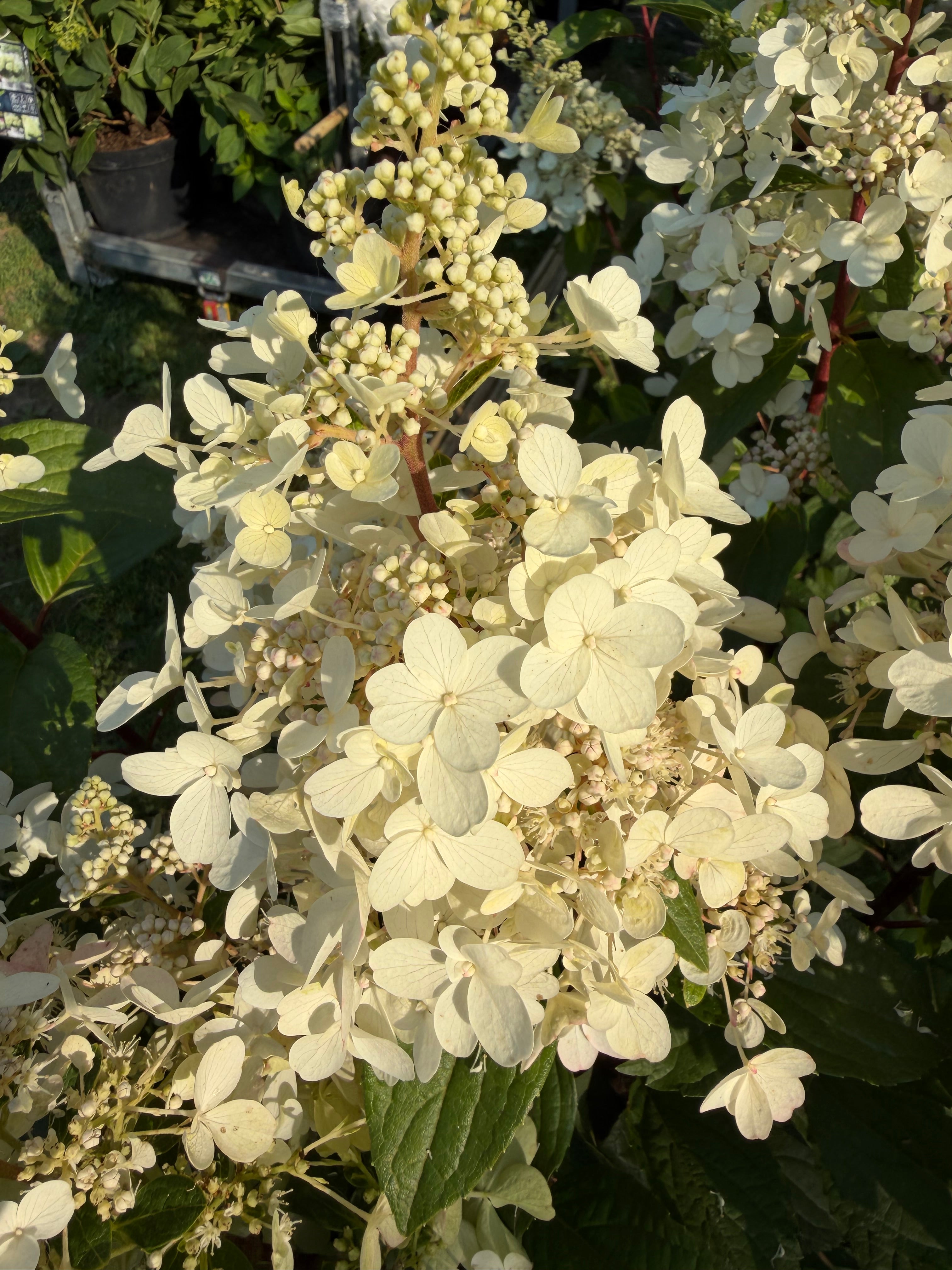 Hortensja bukietowa 'Candlelight' (Hydrangea paniculata)