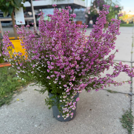 Wrzosiec  Erica gracilis kolorowa jesienna dekoracja