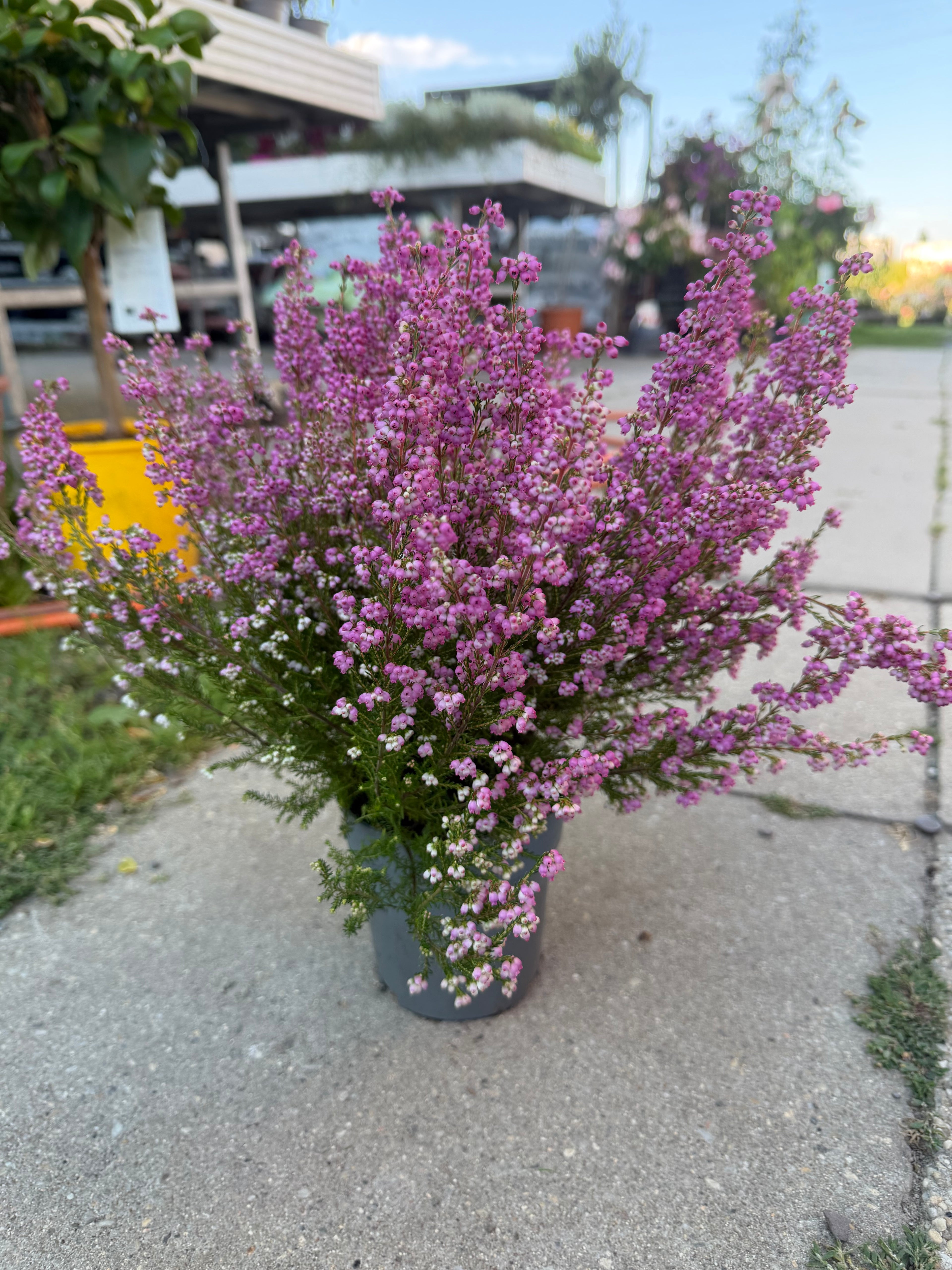 Wrzosiec  Erica gracilis kolorowa jesienna dekoracja