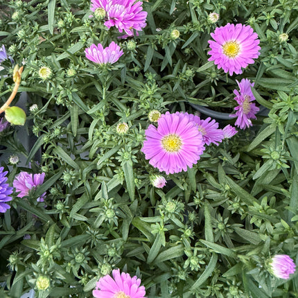 Aster jesienny (Marcinek)