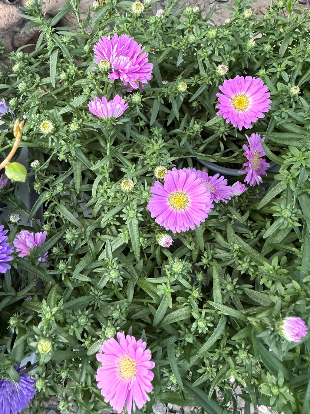Aster jesienny (Marcinek)