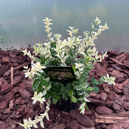 Trzmielina Fortune'a 'Harlequin' Euonymus fortunei 'Harlequin'
