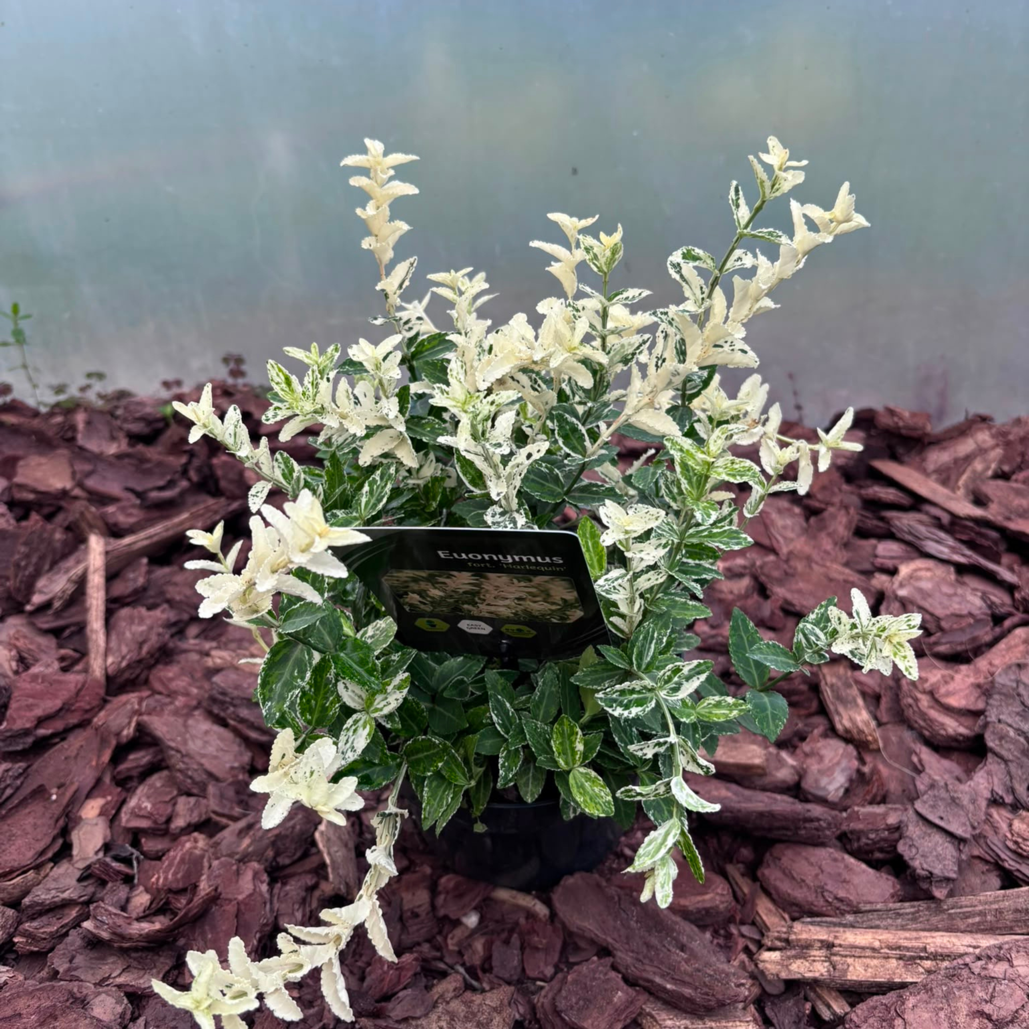 Trzmielina Fortune'a 'Harlequin' Euonymus fortunei 'Harlequin'