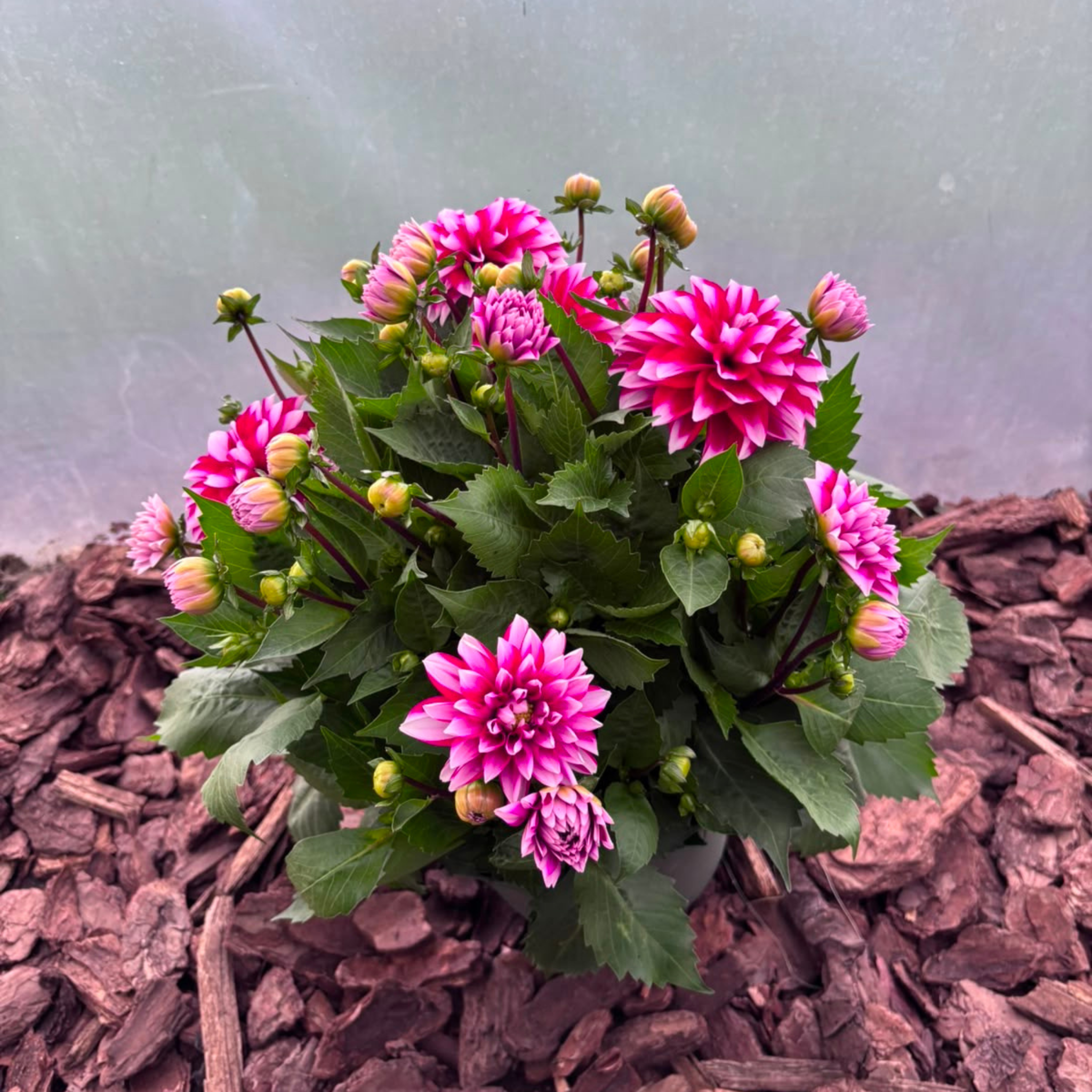 Dalia Karłowa Dahlia