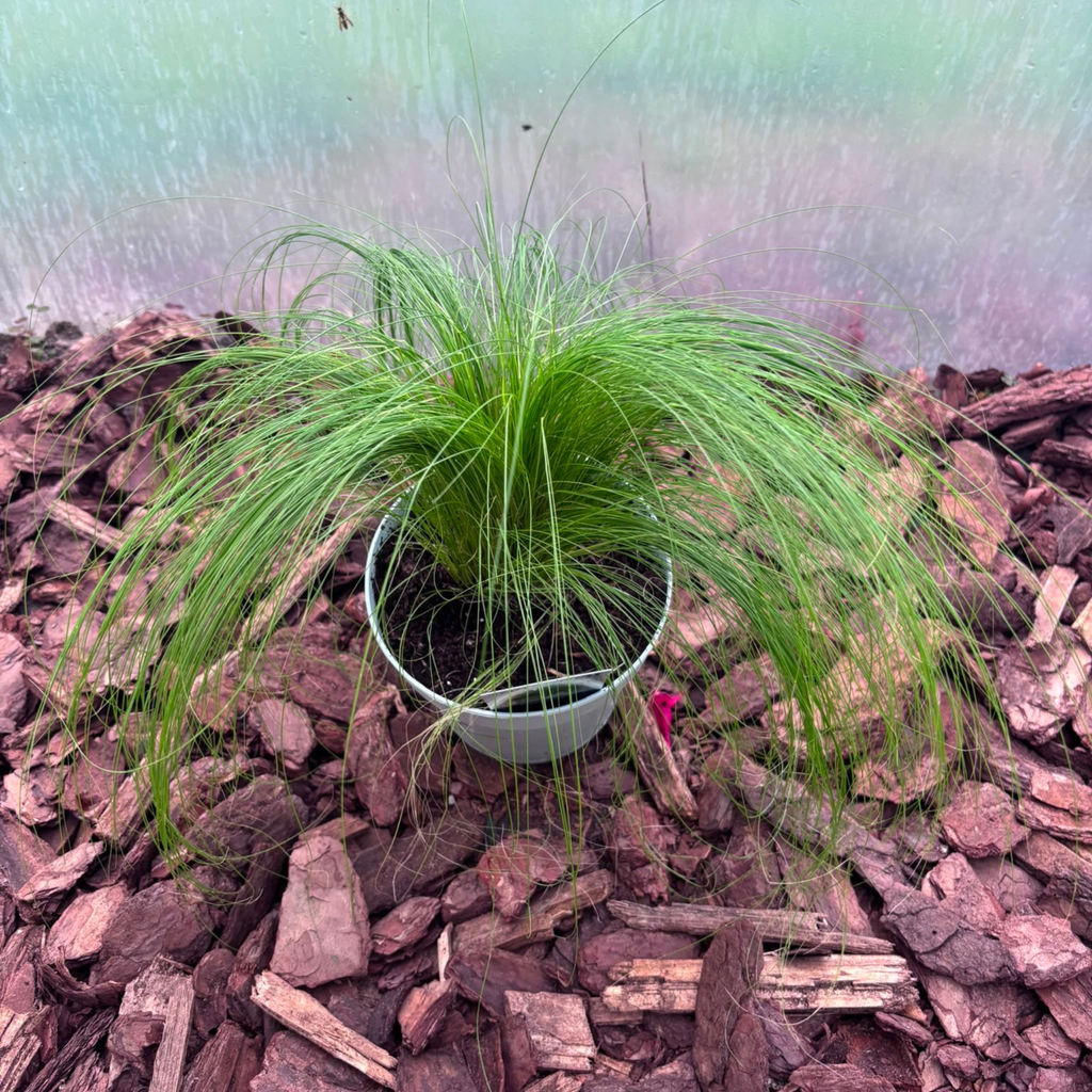 Trawa Ozdobna Pony Tails Stipa tenuifolia