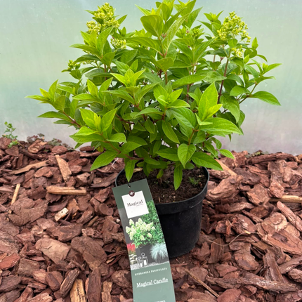 Hortensja bukietowa 'Magical Candle' (Hydrangea paniculata)