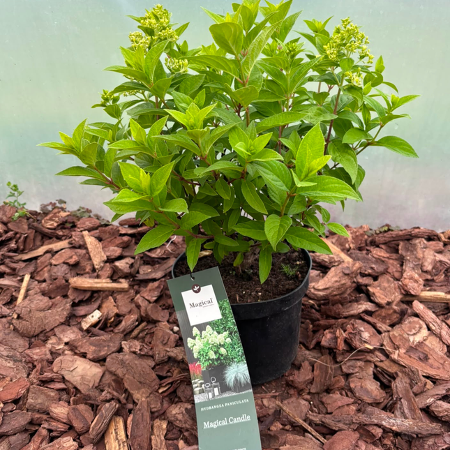 Hortensja bukietowa 'Magical Candle' (Hydrangea paniculata)