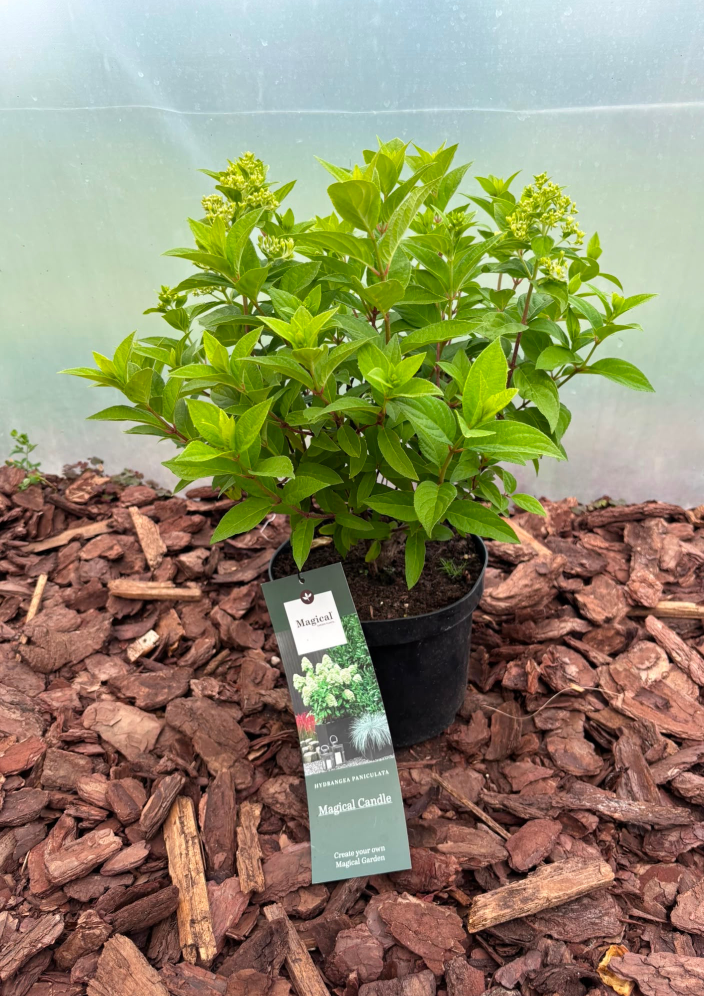 Hortensja bukietowa 'Magical Candle' (Hydrangea paniculata)