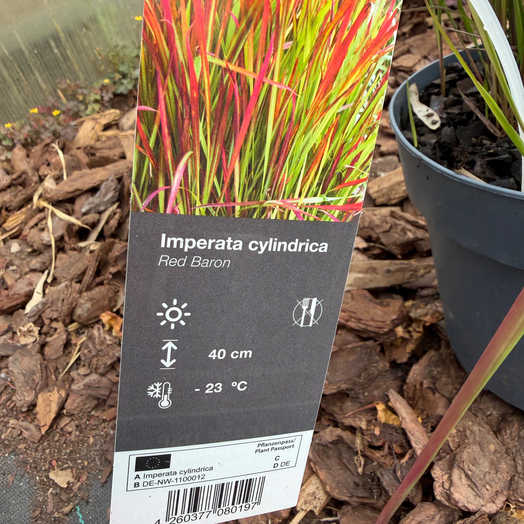 Imperata cylindryczna 'Red Baron' (Imperata cylindrica