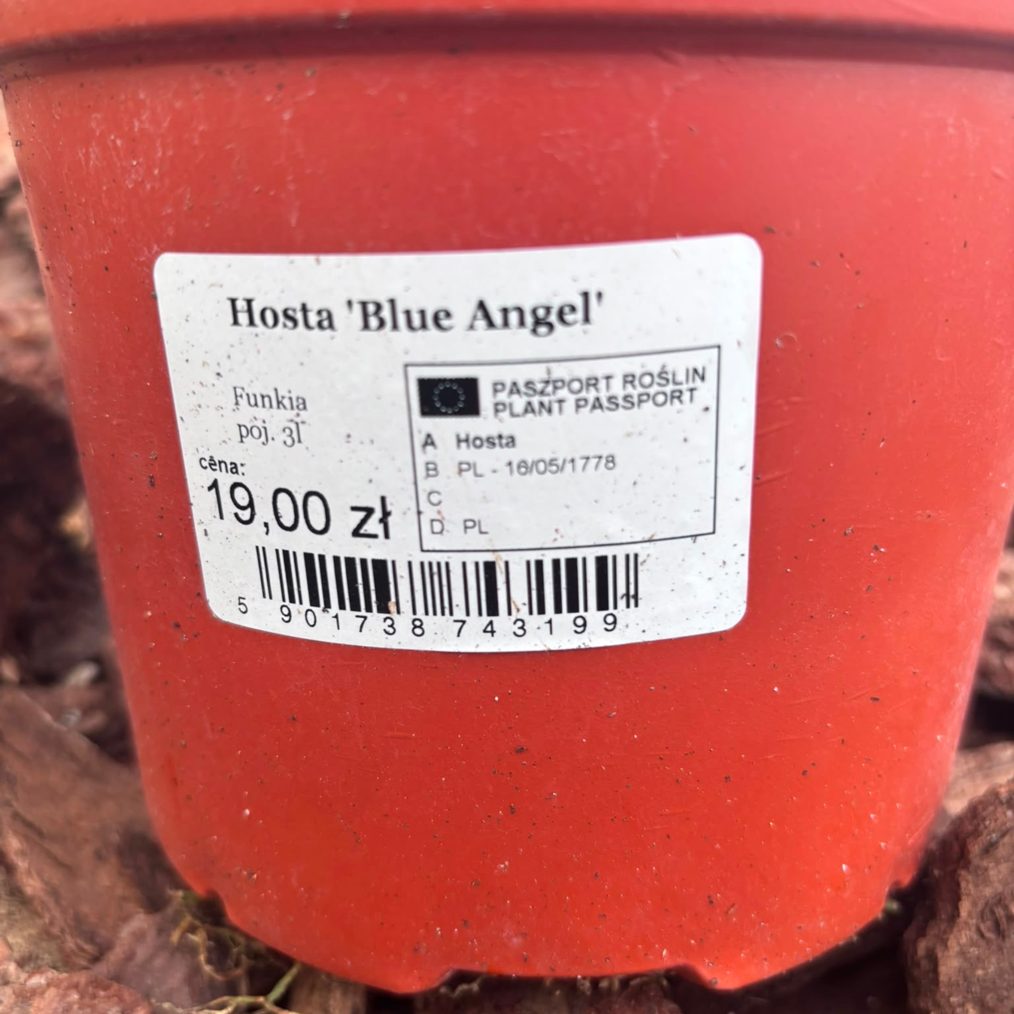 Funkia Blue Angel (Hosta Blue Angel)