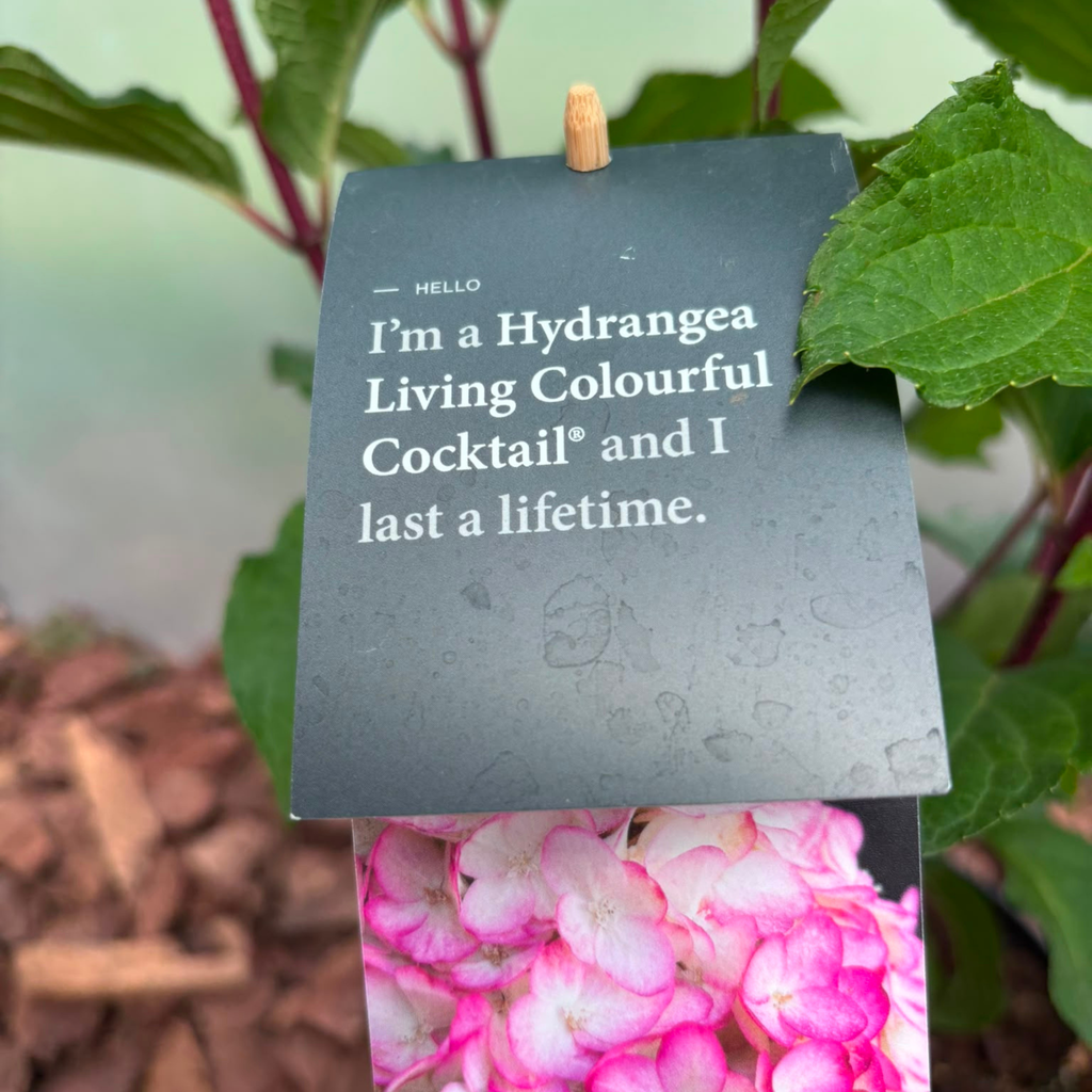 Hortensja bukietowa Living Colourful Cocktail® (Hydrangea paniculata)