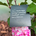 Hortensja bukietowa Living Colourful Cocktail® (Hydrangea paniculata)