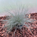 Kostrzewa Sina 'Intense Blue' Festuca glauca Intense Blue