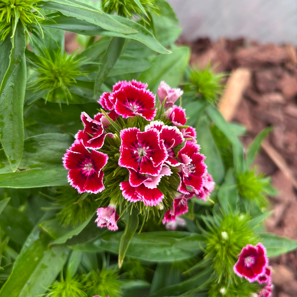 Goździk Brodaty Mix Kolorów Dianthus barbatus
